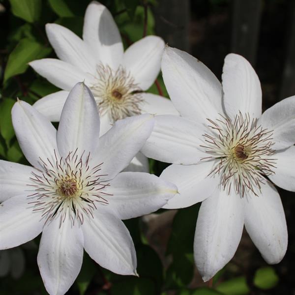 CLEMATIS HENRYI - 1 Gallon - Springbank Greenhouses