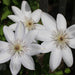 CLEMATIS HENRYI - 1 Gallon - Springbank Greenhouses