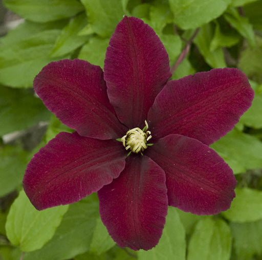 CLEMATIS NIOBE - 1 Gallon - Springbank Greenhouses