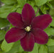 CLEMATIS NIOBE - 1 Gallon - Springbank Greenhouses