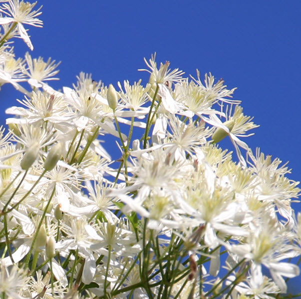 CLEMATIS PANICULATA SWEET AUTUMN - 1 Gallon - Springbank Greenhouses