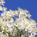 CLEMATIS PANICULATA SWEET AUTUMN - 1 Gallon - Springbank Greenhouses
