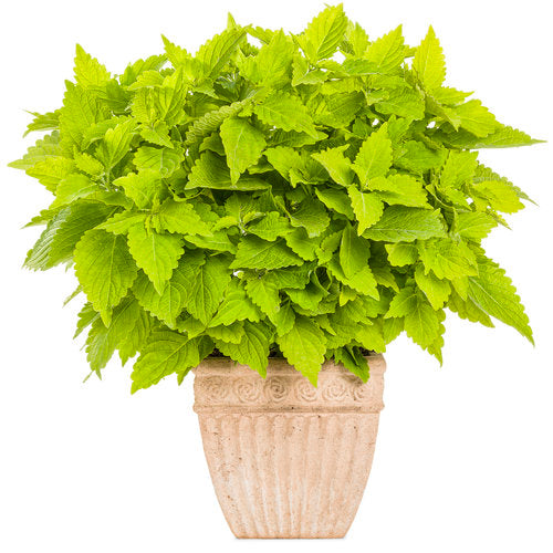 COLEUS COLOURBLAZE - 4" - Springbank Greenhouses