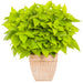 COLEUS COLOURBLAZE - 4" - Springbank Greenhouses