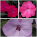 IMPATIEN SUNPATIENS HANGING BASKET with CREEPING JENNY -  12" (30cm) WIDE AND 7" (18cm) DEEP - Springbank Greenhouses