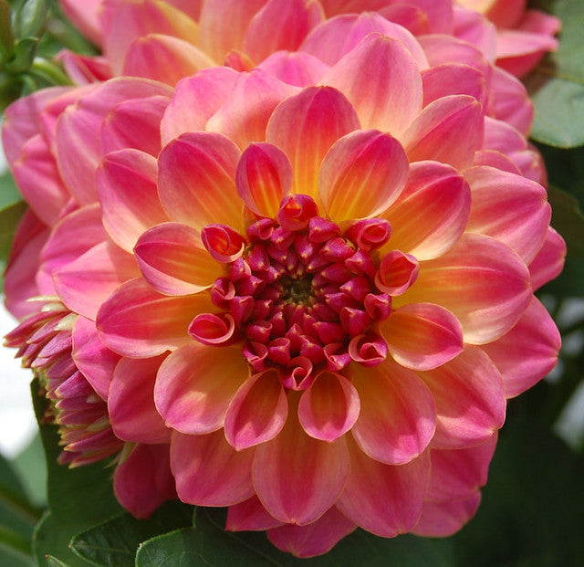 DAHLIA HYPNOTICA - 5.5" - Springbank Greenhouses