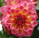 DAHLIA HYPNOTICA - 5.5" - Springbank Greenhouses