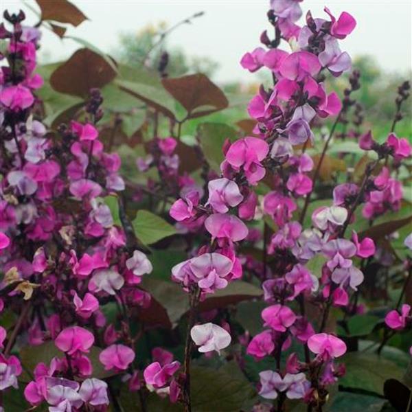DOLICHOS RED LEAF (HYACINTH BEAN) - 5.5"