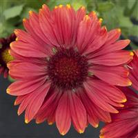 GAILLARDIA ARIZONA SERIES (BLANKET FLOWER) - 5.5" - Springbank Greenhouses