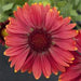 GAILLARDIA ARIZONA SERIES (BLANKET FLOWER) - 5.5" - Springbank Greenhouses