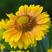 GAILLARDIA ARIZONA SERIES (BLANKET FLOWER) - 5.5" - Springbank Greenhouses