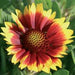 GAILLARDIA ARIZONA SERIES (BLANKET FLOWER) - 5.5" - Springbank Greenhouses