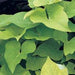 IPOMOEA LIME (POTATO VINE) - 4.5" - Springbank Greenhouses