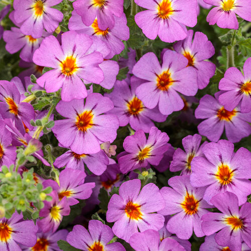 JAMESBRITTENIA SAFARI DUSK (South African Phlox) - Springbank Greenhouses