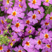 JAMESBRITTENIA SAFARI DUSK (South African Phlox) - Springbank Greenhouses