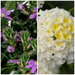 SCAEVOLA AND LANTANA HANGING BASKET - 12" (30cm) WIDE AND 7" (18cm) DEEP - Springbank Greenhouses