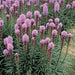 LIATRIS FLORISTAN VIOLET (BLAZING STAR) - 5.5" - Springbank Greenhouses