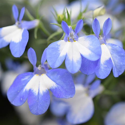 LOBELIA HOTPOT SERIES (UPRIGHT) - 4.5" - Springbank Greenhouses