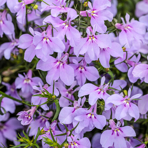 LOBELIA LAGUNA SERIES (UPRIGHT AND TRAILING) - 4" - Springbank Greenhouses