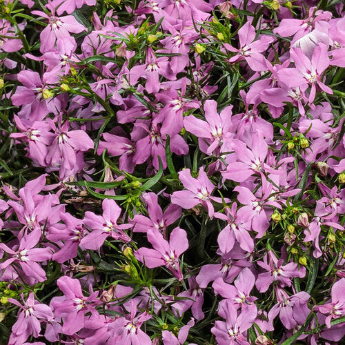LOBELIA LAGUNA SERIES (UPRIGHT AND TRAILING) - 4" - Springbank Greenhouses