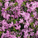 LOBELIA LAGUNA SERIES (UPRIGHT AND TRAILING) - 4" - Springbank Greenhouses