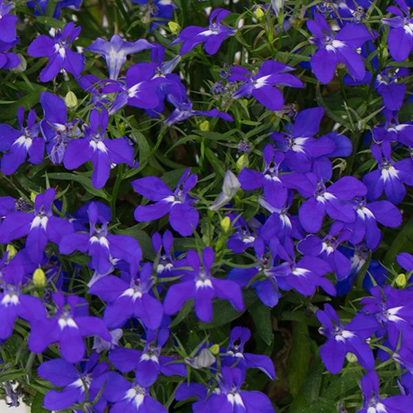 LOBELIA HOTPOT SERIES (UPRIGHT) - 4.5" - Springbank Greenhouses