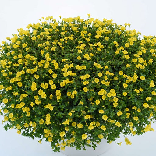 MECARDONIA GARDEN FRECKLES - 4.5" - Springbank Greenhouses