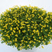 MECARDONIA GARDEN FRECKLES - 4.5" - Springbank Greenhouses