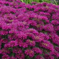 MONARDA GRAPE GUMBALL (BEE BALM) - 1 Gallon - Springbank Greenhouses