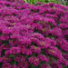 MONARDA GRAPE GUMBALL (BEE BALM) - 1 Gallon - Springbank Greenhouses