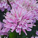 MONARDA PINK FROSTING (BEE BALM) - 1 Gallon - Springbank Greenhouses