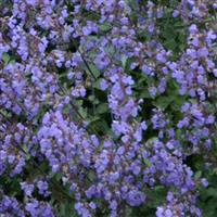 NEPETA PURRSIAN BLUE (CATMINT) - 1 Gallon - Springbank Greenhouses