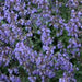 NEPETA PURRSIAN BLUE (CATMINT) - 1 Gallon - Springbank Greenhouses