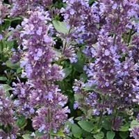 NEPETA WHISPURR BLUE (CATMINT) - 1 Gallon - Springbank Greenhouses
