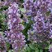NEPETA WHISPURR BLUE (CATMINT) - 1 Gallon - Springbank Greenhouses