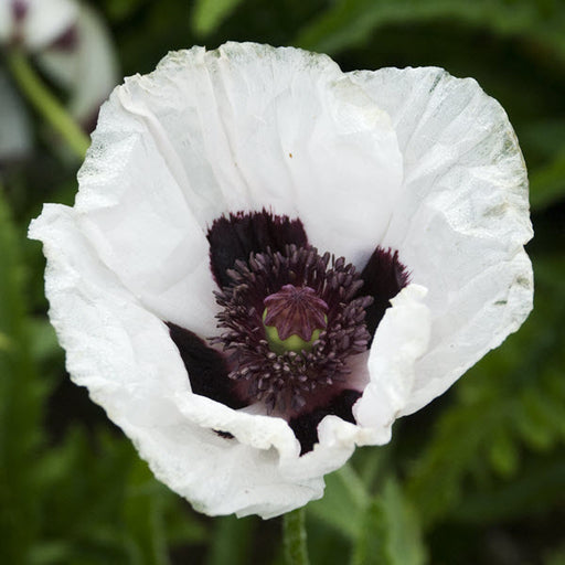 PAPAVER ORIENTALE - VARIOUS COLOURS BELOW (ORIENTAL POPPY) - 1 Gallon - Springbank Greenhouses