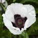 PAPAVER ORIENTALE - VARIOUS COLOURS BELOW (ORIENTAL POPPY) - 1 Gallon - Springbank Greenhouses