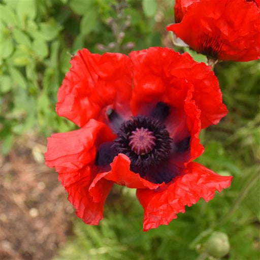 PAPAVER ORIENTALE - VARIOUS COLOURS BELOW (ORIENTAL POPPY) - 1 Gallon - Springbank Greenhouses