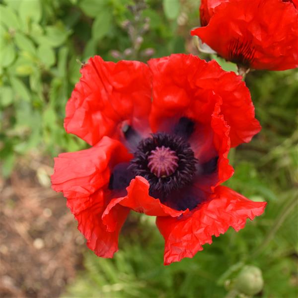 PAPAVER ORIENTALE - VARIOUS COLOURS BELOW (ORIENTAL POPPY) - 1 Gallon - Springbank Greenhouses