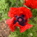 PAPAVER ORIENTALE - VARIOUS COLOURS BELOW (ORIENTAL POPPY) - 1 Gallon - Springbank Greenhouses