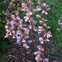 PENSTEMON BLACKBEARD (BEARD-TONGUE) - 1 Gallon - Springbank Greenhouses