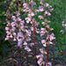 PENSTEMON BLACKBEARD (BEARD-TONGUE) - 1 Gallon - Springbank Greenhouses