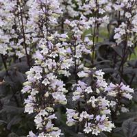 PENSTEMON ONYX AND PEARLS (BEARD-TONGUE) - 1 Gallon - Springbank Greenhouses