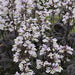 PENSTEMON ONYX AND PEARLS (BEARD-TONGUE) - 1 Gallon - Springbank Greenhouses