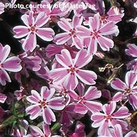 PHLOX SUBULATA (CREEPING PHLOX) - Quart - Springbank Greenhouses