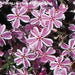 PHLOX SUBULATA (CREEPING PHLOX) - Quart - Springbank Greenhouses