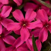 PHLOX SUBULATA (CREEPING PHLOX) - Quart - Springbank Greenhouses