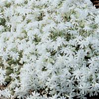 PHLOX SUBULATA (CREEPING PHLOX) - Quart - Springbank Greenhouses