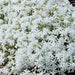 PHLOX SUBULATA (CREEPING PHLOX) - Quart - Springbank Greenhouses