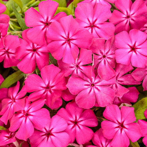 PHLOX SOUTHERN BLAZE - 4"